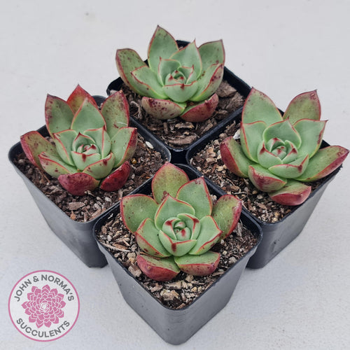 Echeveria 'Paso Doble' - John & Norma's Succulents