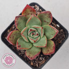 Echeveria 'Paso Doble'