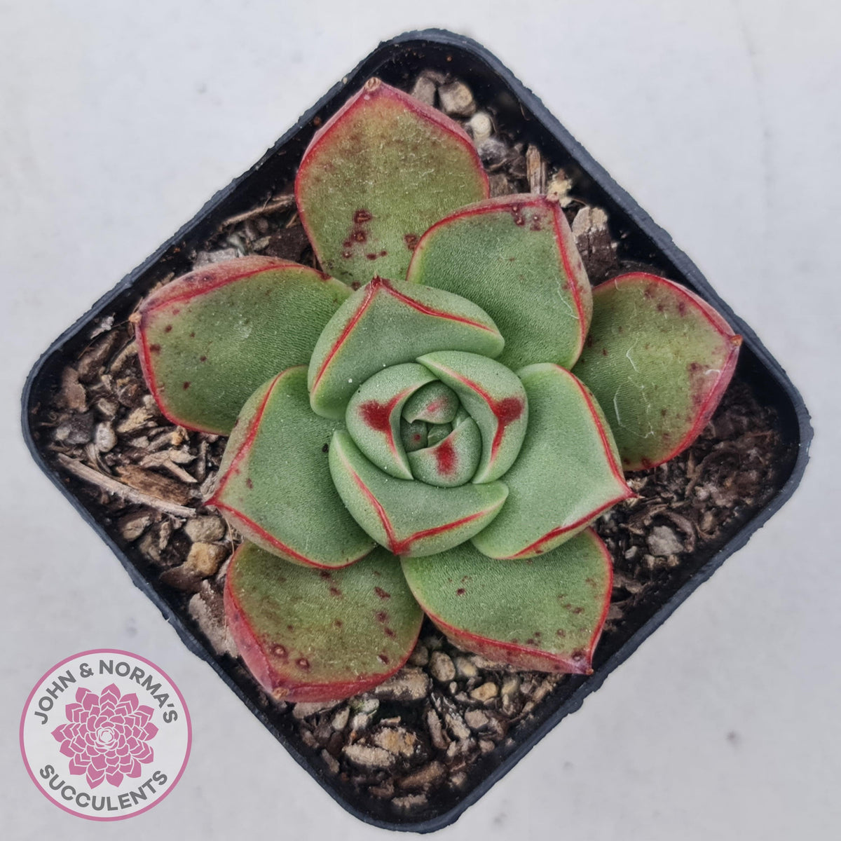 Echeveria 'Paso Doble'