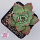 Echeveria 'Paso Doble'