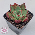 Echeveria 'Paso Doble'