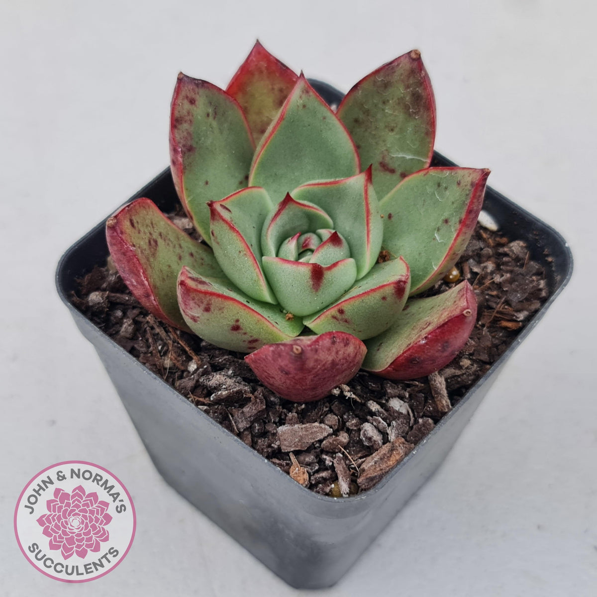 Echeveria 'Paso Doble'