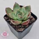 Echeveria 'Paso Doble'