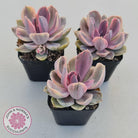 Echeveria Perle Von Nurnberg Variegata