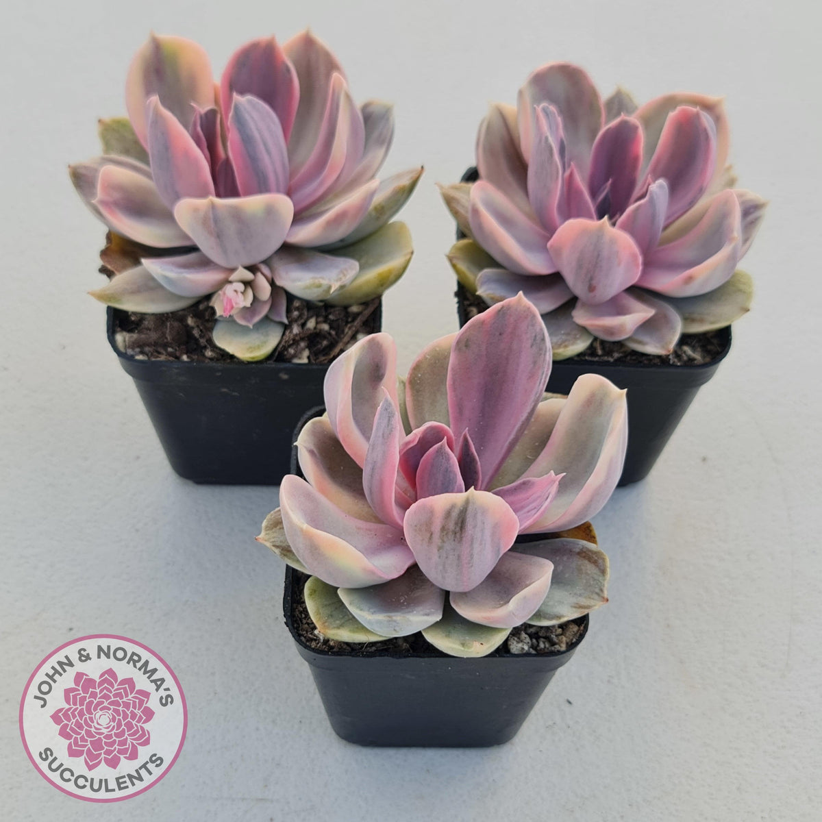 Echeveria Perle Von Nurnberg Variegata