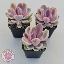 Load image into Gallery viewer, Echeveria Perle Von Nurnberg Variegata - John &amp; Norma&#39;s Succulents
