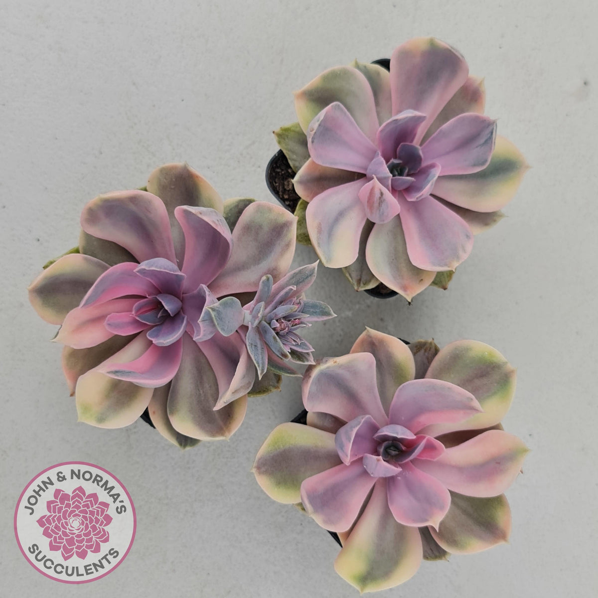 Echeveria Perle Von Nurnberg Variegata
