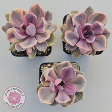 Load image into Gallery viewer, Echeveria Perle Von Nurnberg Variegata - John &amp; Norma&#39;s Succulents
