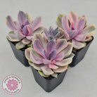 Echeveria Perle Von Nurnberg Variegata