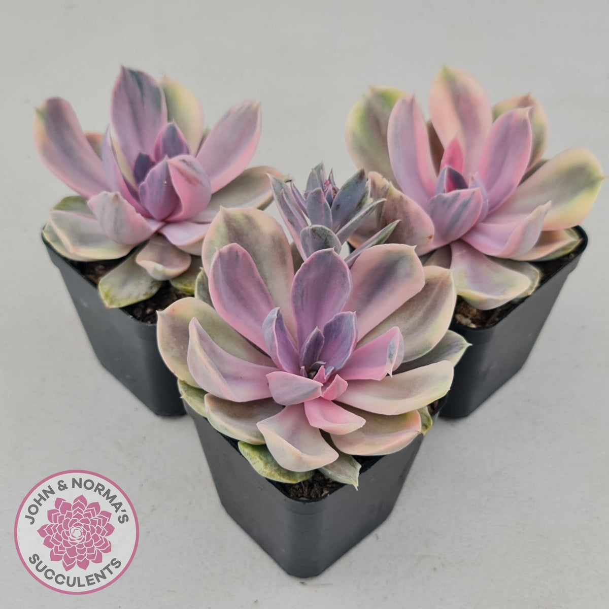 Echeveria Perle Von Nurnberg Variegata
