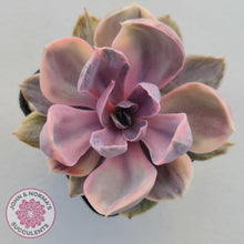 Load image into Gallery viewer, Echeveria Perle Von Nurnberg Variegata - John &amp; Norma&#39;s Succulents
