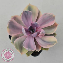 Load image into Gallery viewer, Echeveria Perle Von Nurnberg Variegata - John &amp; Norma&#39;s Succulents
