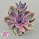 Echeveria Perle Von Nurnberg Variegata