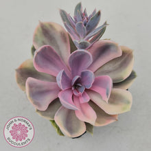 Load image into Gallery viewer, Echeveria Perle Von Nurnberg Variegata - John &amp; Norma&#39;s Succulents
