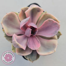 Load image into Gallery viewer, Echeveria Perle Von Nurnberg Variegata - John &amp; Norma&#39;s Succulents
