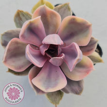 Load image into Gallery viewer, Echeveria Perle Von Nurnberg Variegata - John &amp; Norma&#39;s Succulents
