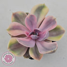 Echeveria Perle Von Nurnberg Variegata