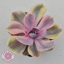 Load image into Gallery viewer, Echeveria Perle Von Nurnberg Variegata - John &amp; Norma&#39;s Succulents
