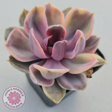 Load image into Gallery viewer, Echeveria Perle Von Nurnberg Variegata - John &amp; Norma&#39;s Succulents
