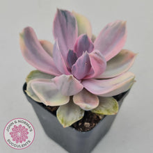 Load image into Gallery viewer, Echeveria Perle Von Nurnberg Variegata - John &amp; Norma&#39;s Succulents
