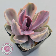 Load image into Gallery viewer, Echeveria Perle Von Nurnberg Variegata - John &amp; Norma&#39;s Succulents
