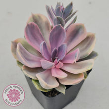 Load image into Gallery viewer, Echeveria Perle Von Nurnberg Variegata - John &amp; Norma&#39;s Succulents
