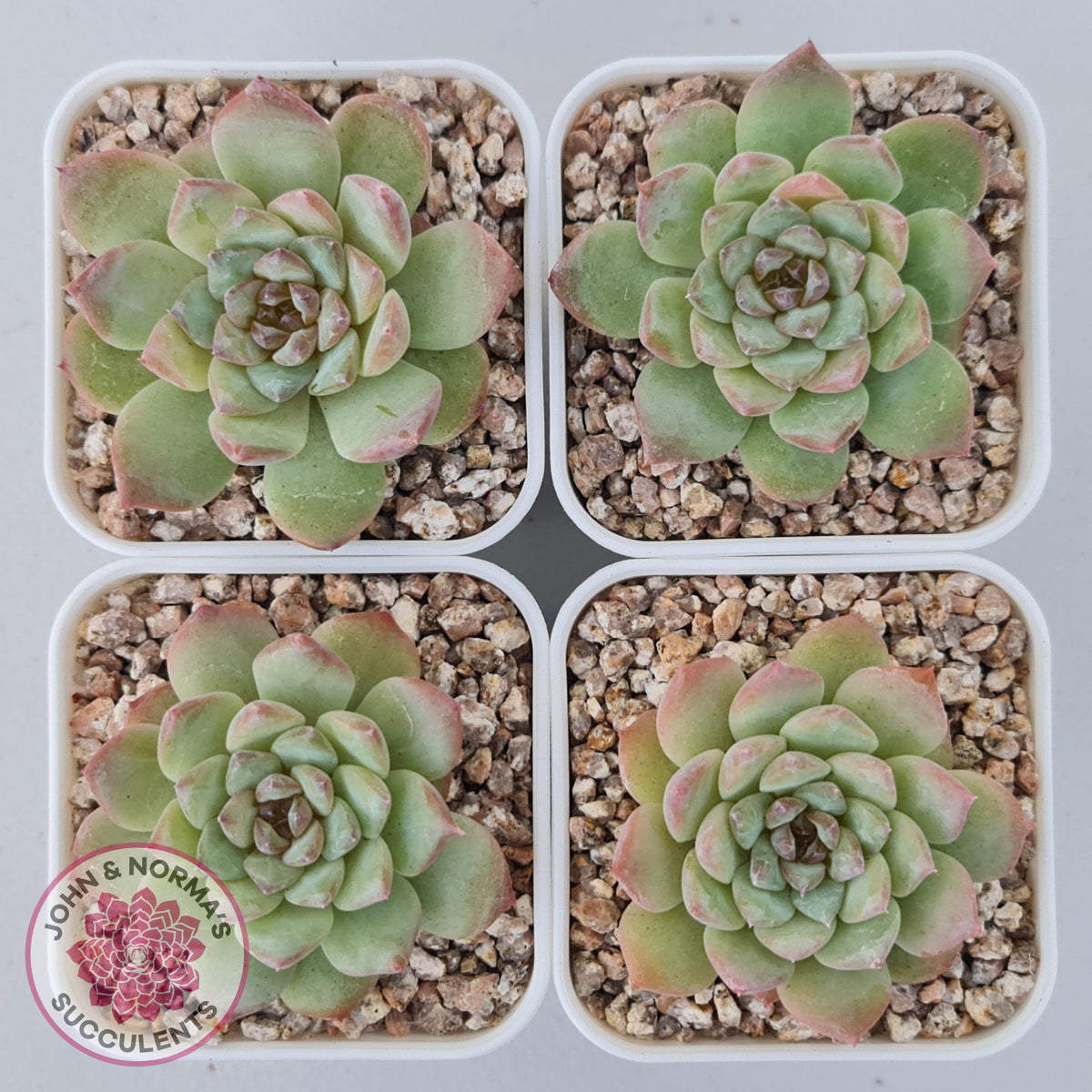 Echeveria 'Pink Diamond'