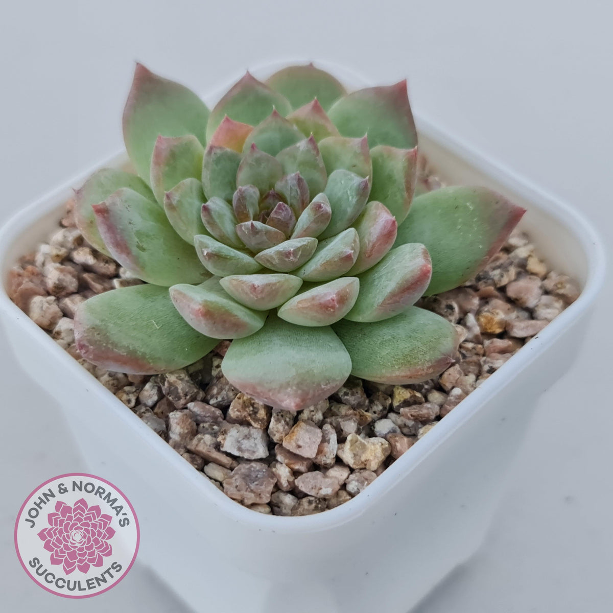 Echeveria 'Pink Diamond'