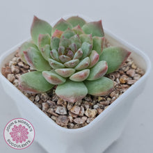 Load image into Gallery viewer, Echeveria &#39;Pink Diamond&#39; - John &amp; Norma&#39;s Succulents Australia
