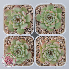 Load image into Gallery viewer, Echeveria &#39;Pink Diamond&#39; - John &amp; Norma&#39;s Succulents Australia
