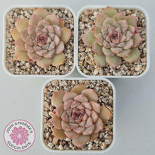 Load image into Gallery viewer, Echeveria &#39;Pink Diamond&#39; - John &amp; Norma&#39;s Succulents Australia
