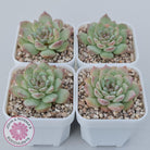 Echeveria 'Pink Diamond'