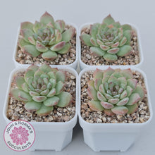 Load image into Gallery viewer, Echeveria &#39;Pink Diamond&#39; - John &amp; Norma&#39;s Succulents Australia
