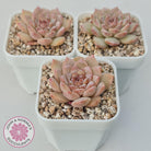 Echeveria 'Pink Diamond'