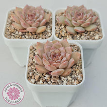 Load image into Gallery viewer, Echeveria &#39;Pink Diamond&#39; - John &amp; Norma&#39;s Succulents Australia
