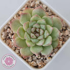 Echeveria 'Pink Diamond'