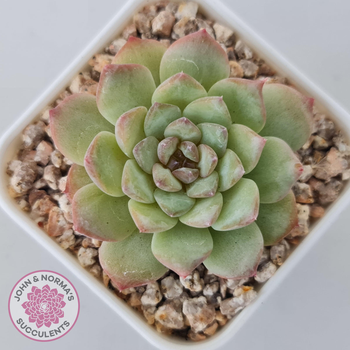 Echeveria 'Pink Diamond'