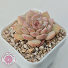 Echeveria 'Pink Diamond'
