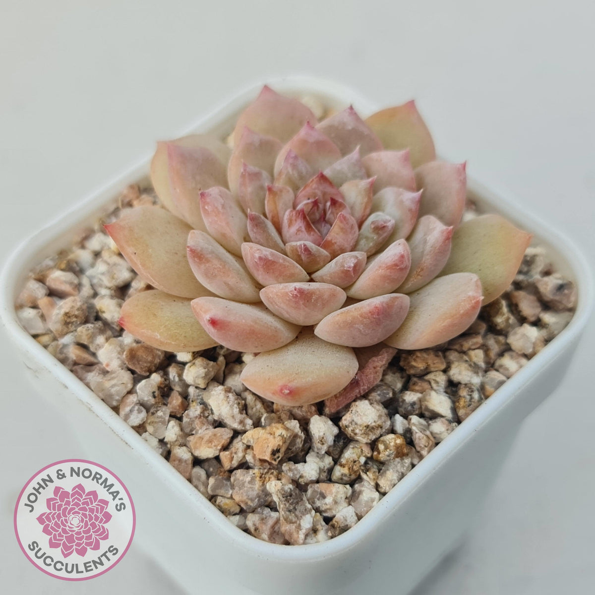 Echeveria 'Pink Diamond'