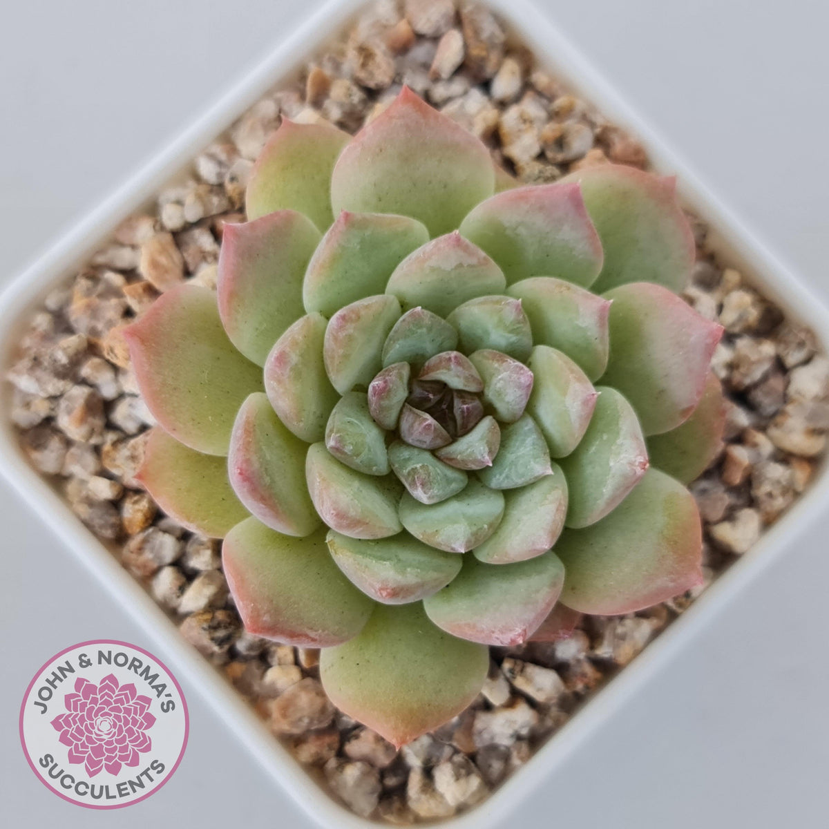 Echeveria 'Pink Diamond'