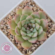 Load image into Gallery viewer, Echeveria &#39;Pink Diamond&#39; - John &amp; Norma&#39;s Succulents Australia
