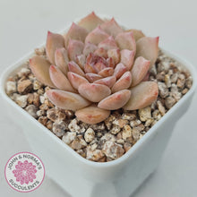 Load image into Gallery viewer, Echeveria &#39;Pink Diamond&#39; - John &amp; Norma&#39;s Succulents Australia
