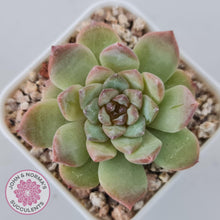 Load image into Gallery viewer, Echeveria &#39;Pink Diamond&#39; - John &amp; Norma&#39;s Succulents Australia
