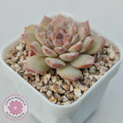 Echeveria 'Pink Diamond'
