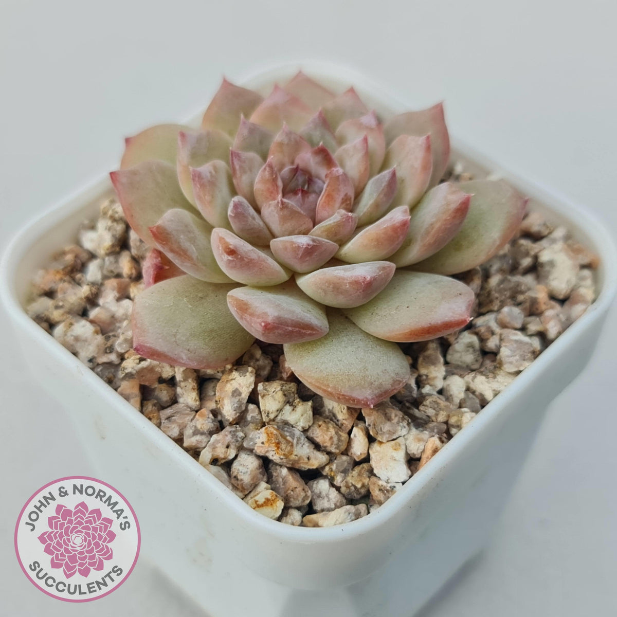 Echeveria 'Pink Diamond'