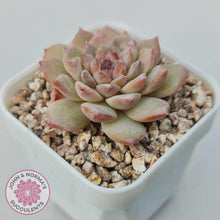 Load image into Gallery viewer, Echeveria &#39;Pink Diamond&#39; - John &amp; Norma&#39;s Succulents Australia
