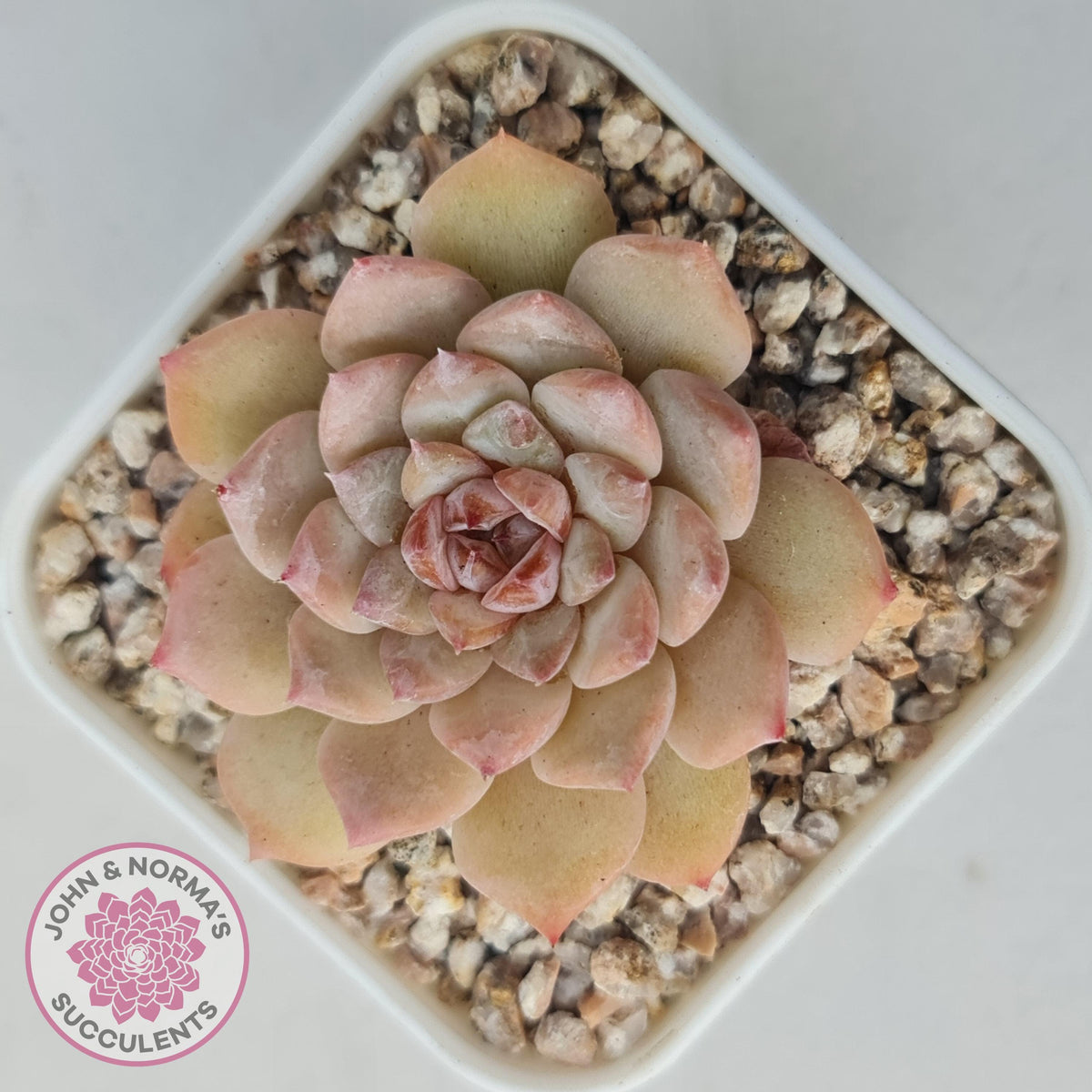Echeveria 'Pink Diamond'