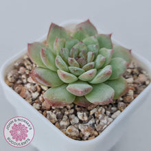 Load image into Gallery viewer, Echeveria &#39;Pink Diamond&#39; - John &amp; Norma&#39;s Succulents Australia
