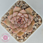 Echeveria 'Pink Diamond'