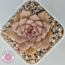 Load image into Gallery viewer, Echeveria &#39;Pink Diamond&#39; - John &amp; Norma&#39;s Succulents Australia
